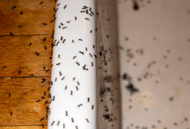 Best Ant Control Services  in Saugatuck, CT