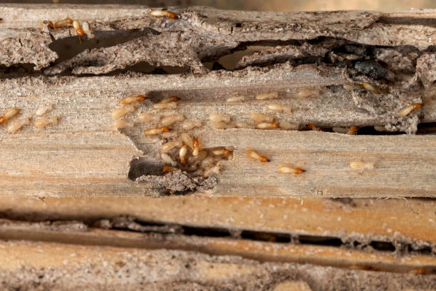 Best Cockroach Control Services  in Saugatuck, CT